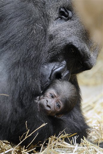 Baby Gorilla and Mother