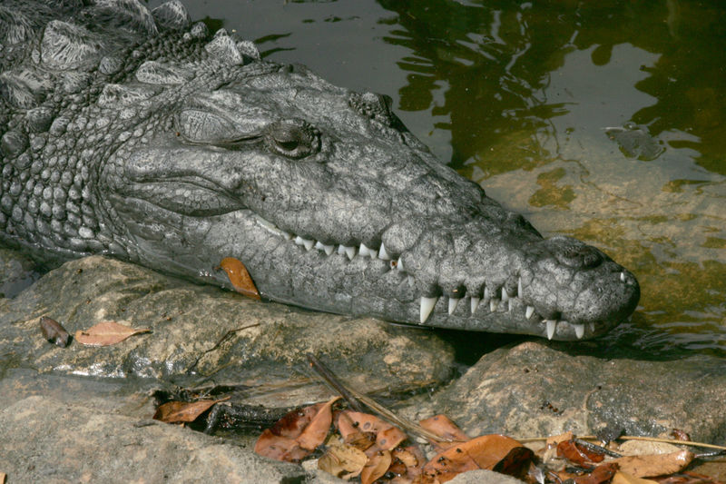 800px-everglades_american_crocodile.jpg